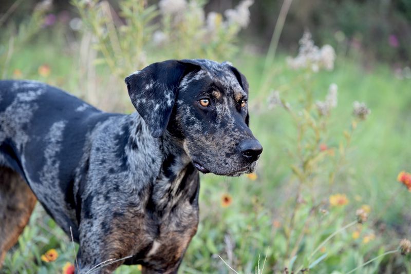 Catahoula Leopard Dog