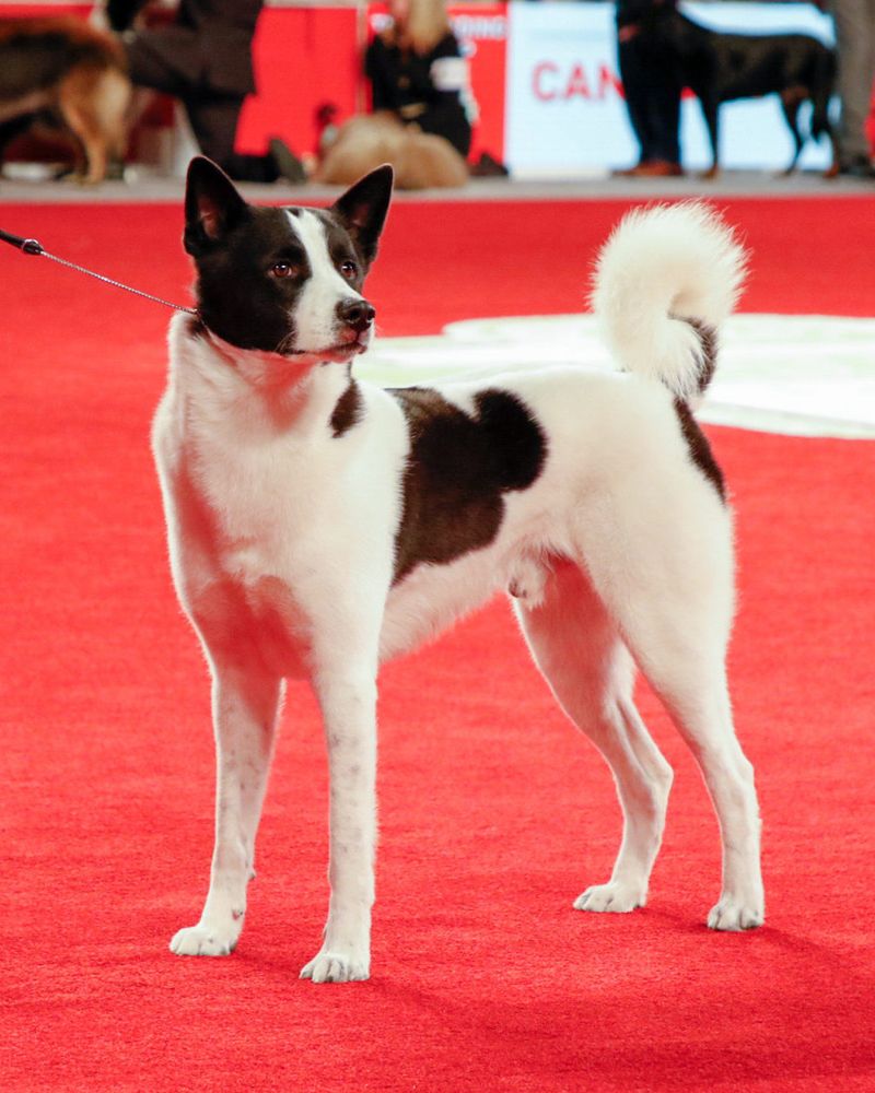 Canaan Dog