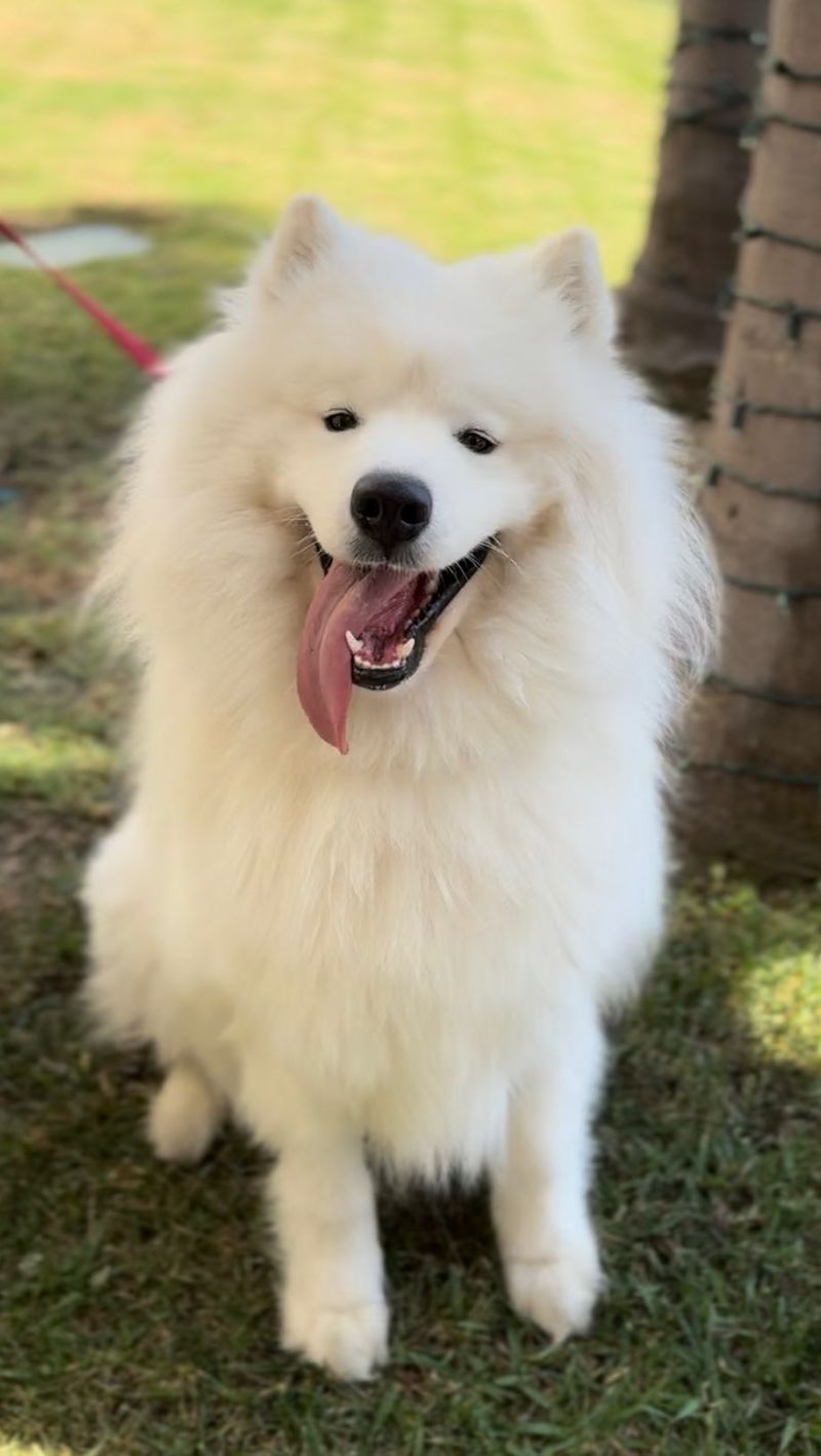 Samoyed