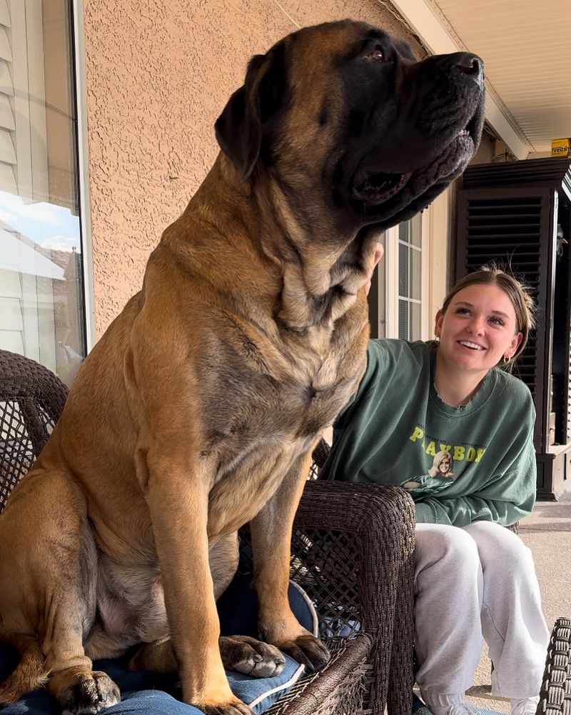 Mastiff