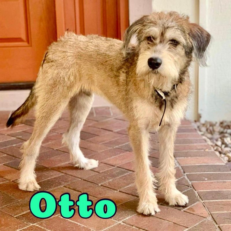 Otterhound