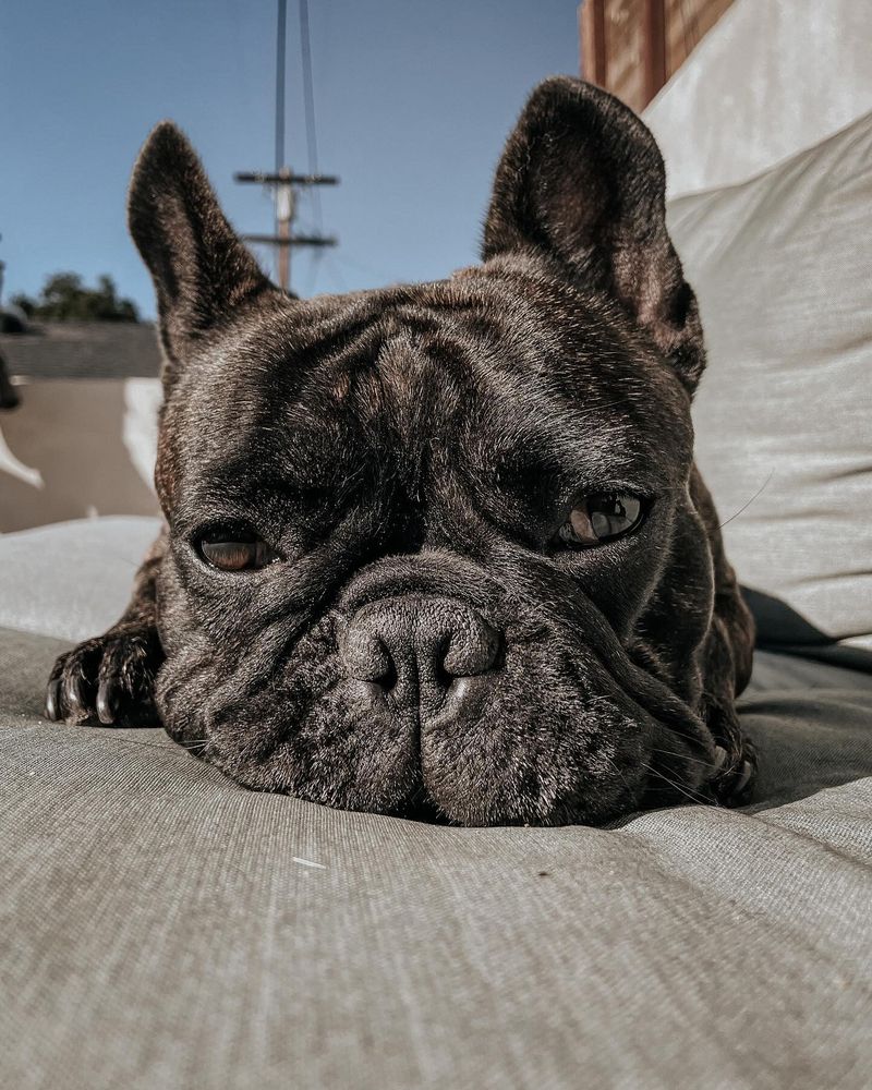 French Bulldog - Overrated