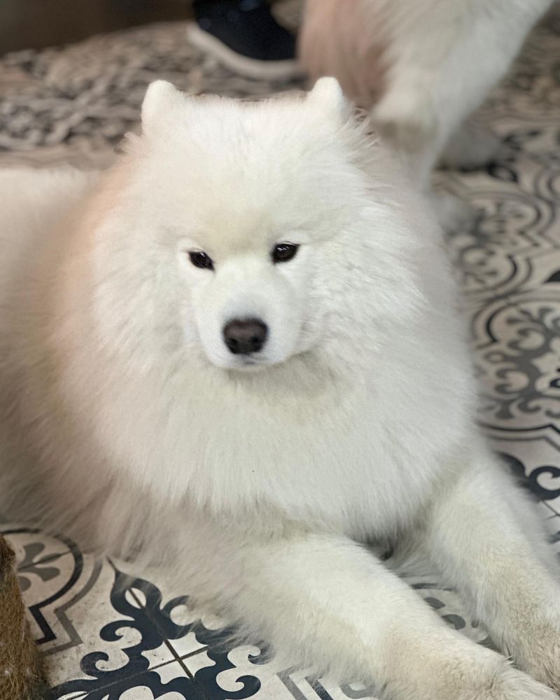 Samoyed