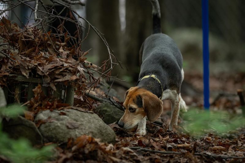 Beagle