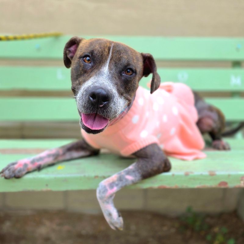 Pit Bull Terrier