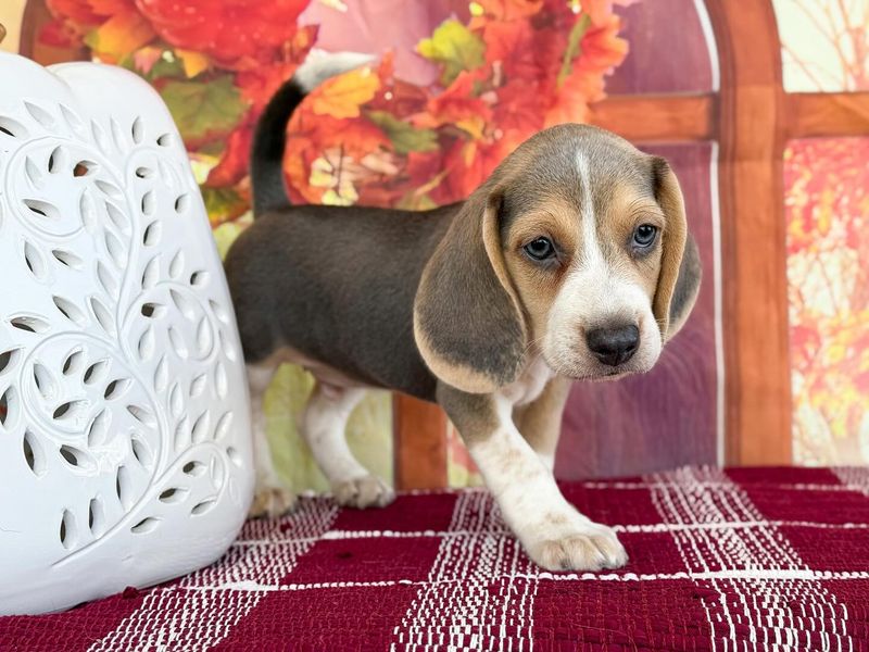 Bashful Beagle