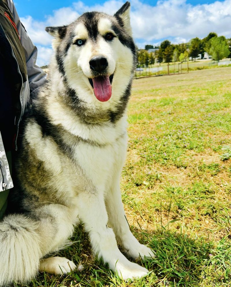 Siberian Husky
