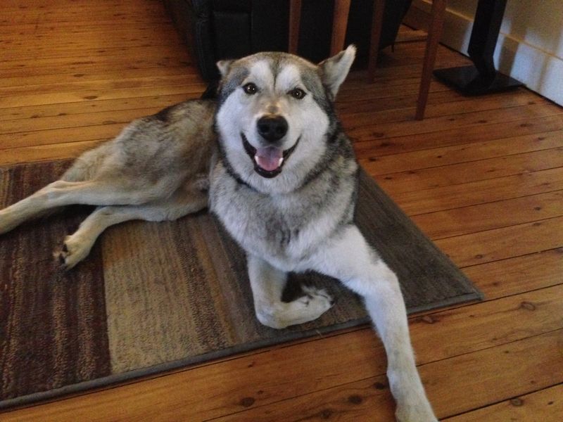 Siberian Husky
