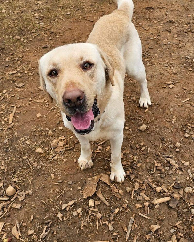 Labrador Retriever