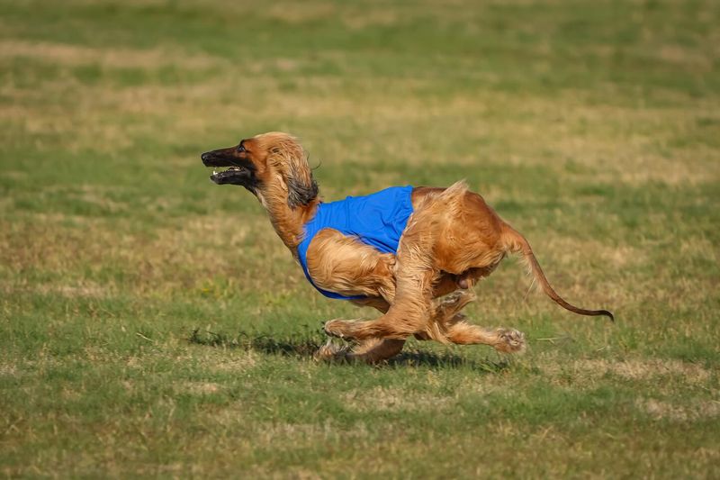 Afghan Hound