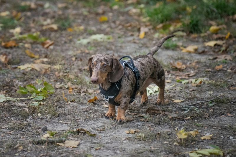 The Curious Dachshund