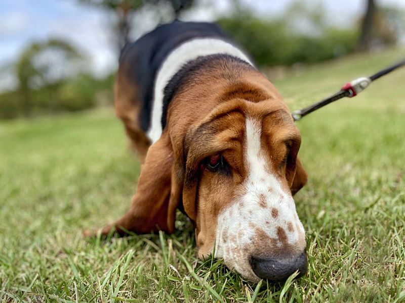 A Nose That Knows
