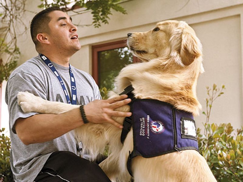 The PTSD Therapy Golden Retriever
