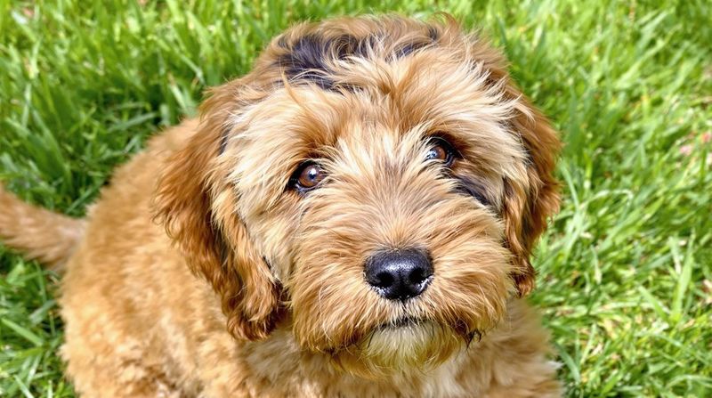 The Boxerdoodle