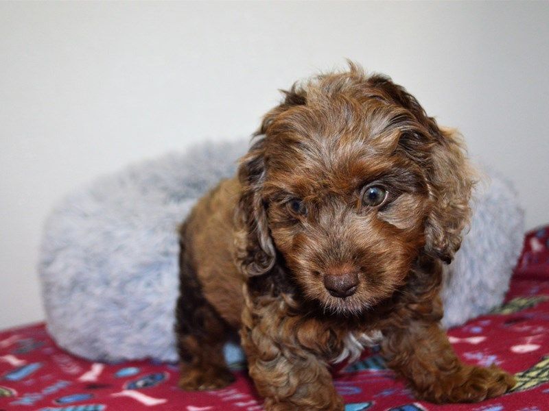 The Dachshundoodle