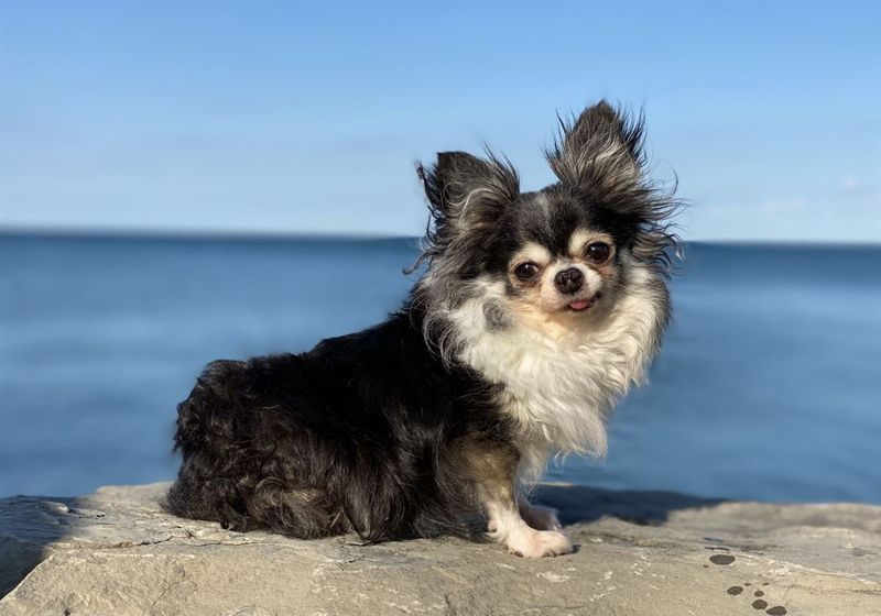 Fearless Chihuahua