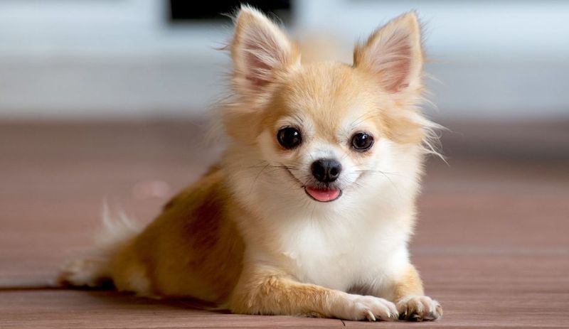 Tiny Size, Big Personality