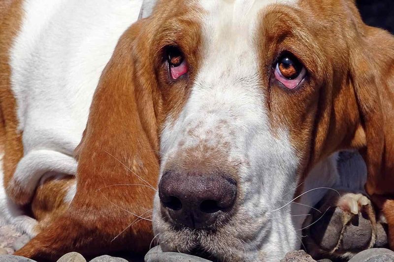 Drooping Ears in Sadness