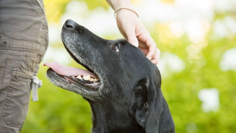 Moving Forward: What’s Best for Dogs?