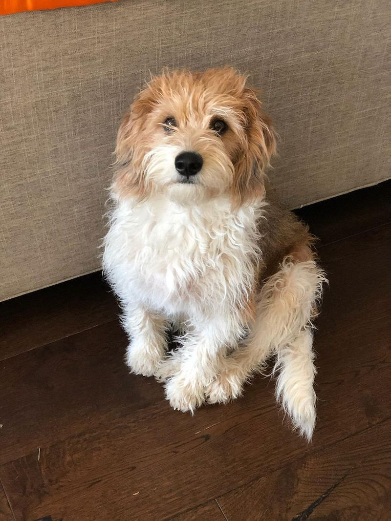 The Beagledoodle