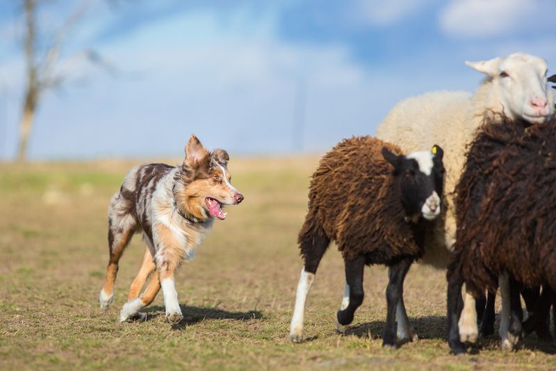 The Hereditary Herding Instinct