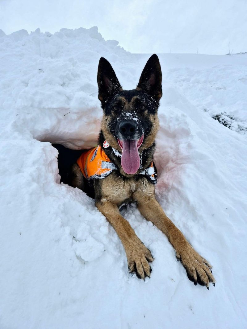 The Avalanche Rescue German Shepherd