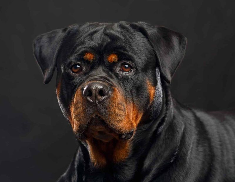 The Fearless Protector