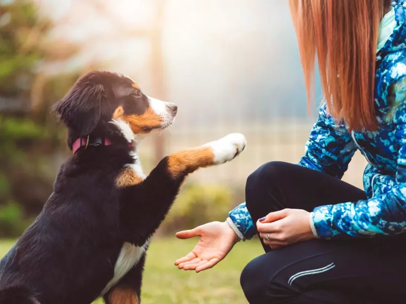 Paw Offering