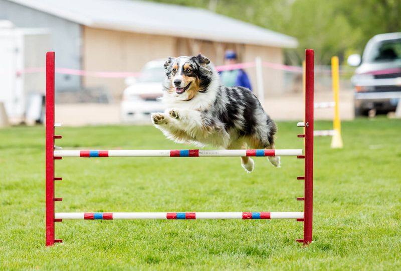 The Agility Stars