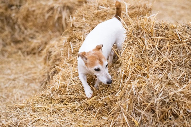 The Rat Hunter Terrier