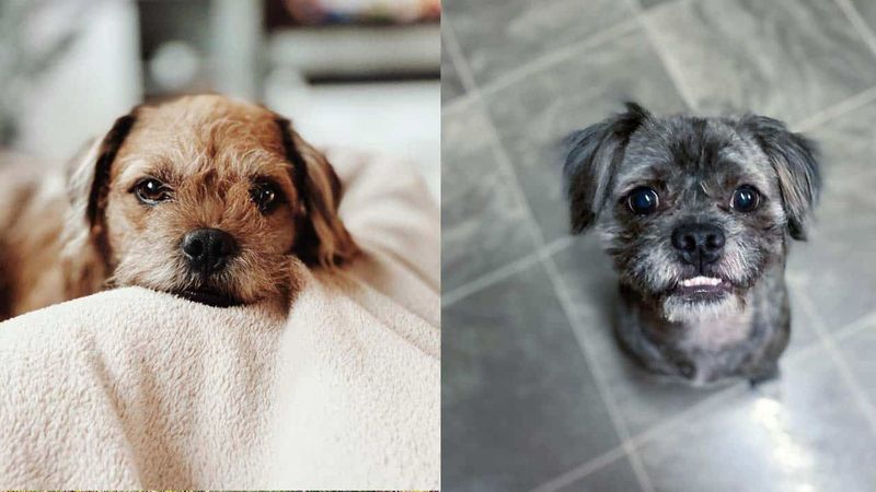 The Pugapoo