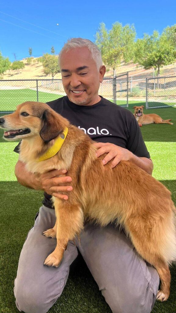 13 Tips and Tricks from the Dog Whisperer, Cesar Millan - Epic dogs tales