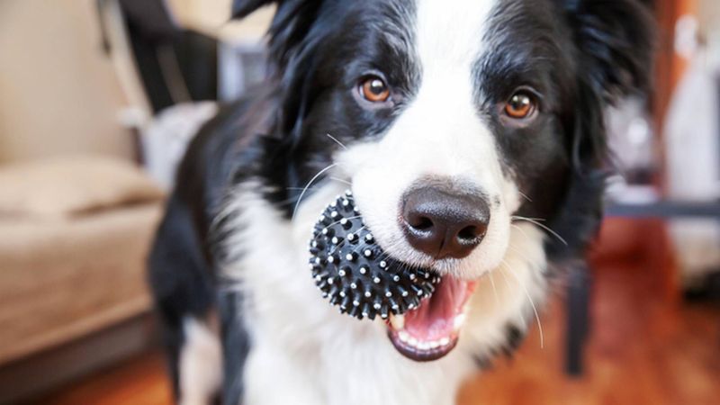 Bringing You Their Favorite Toy