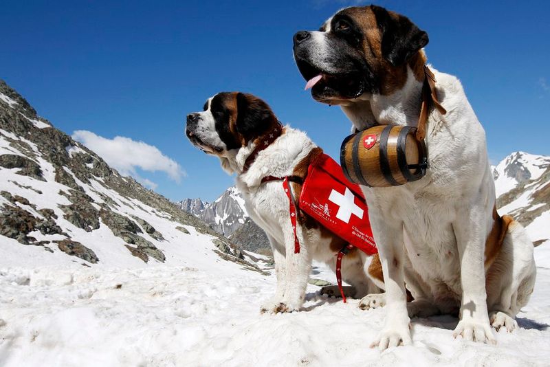 The Snow Savior Saint Bernard