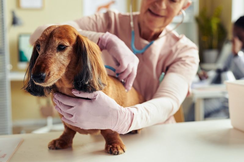 Prioritize Veterinary Visits