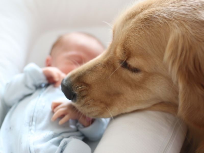 The Comforting Companion