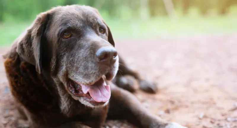 Understanding Canine Aging