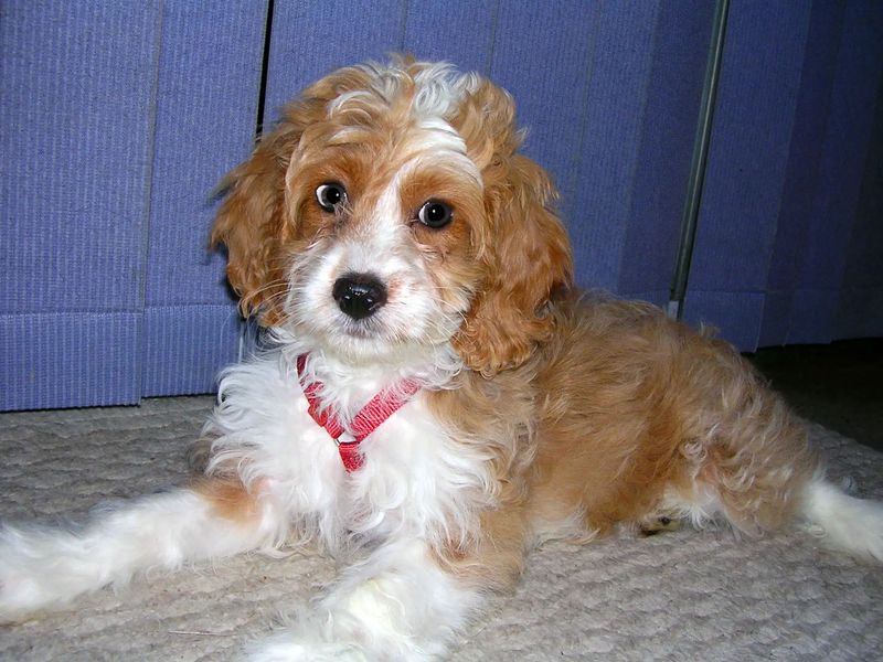 The Spanielpoo