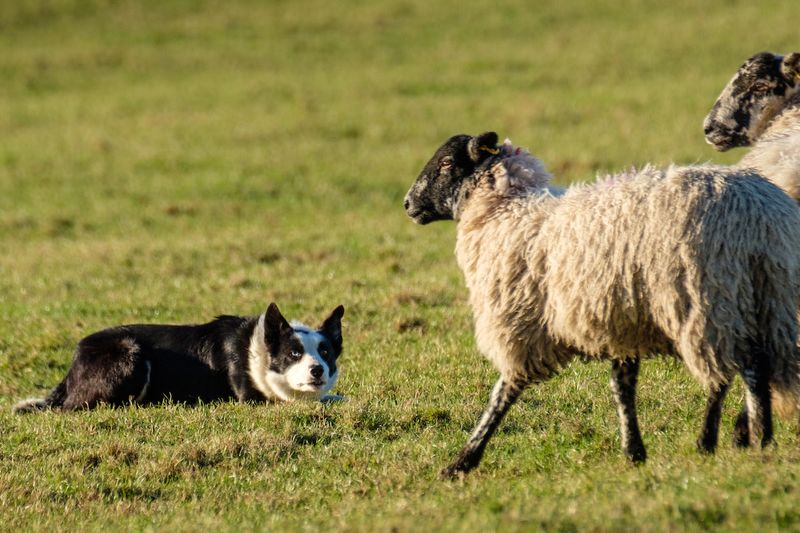 The Herding Hero Border Collie