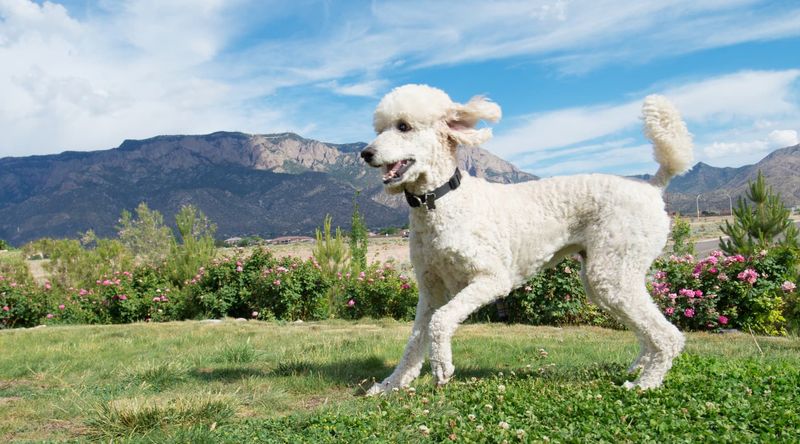 Poodles' Long Lifespan