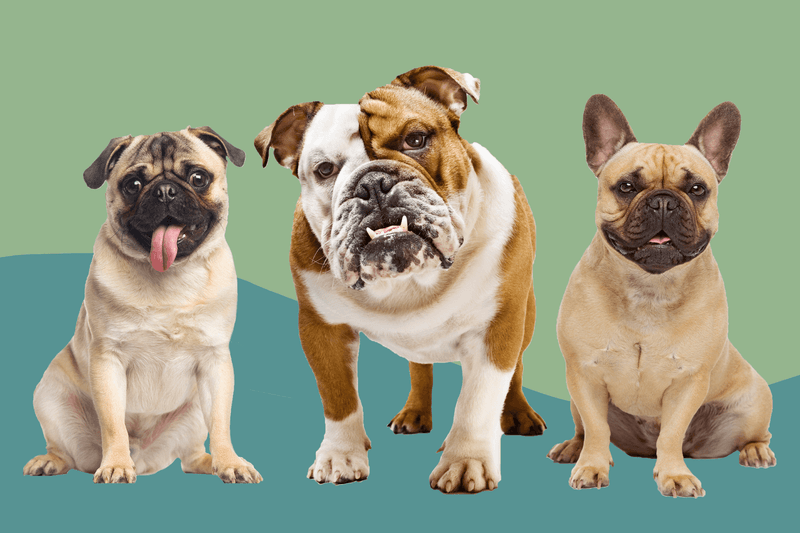 Understanding Breed-Specific Needs
