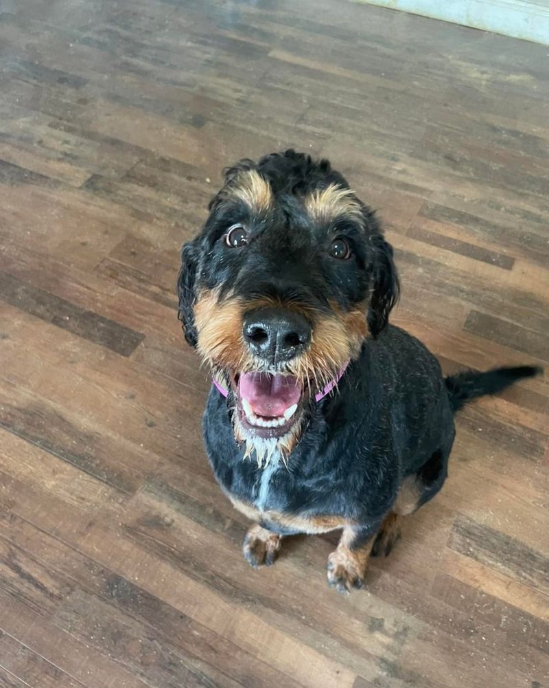 The Rottiedoodle