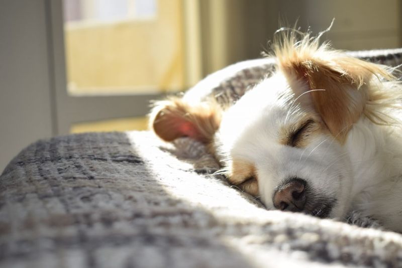 Common Movements During Dog Dreams