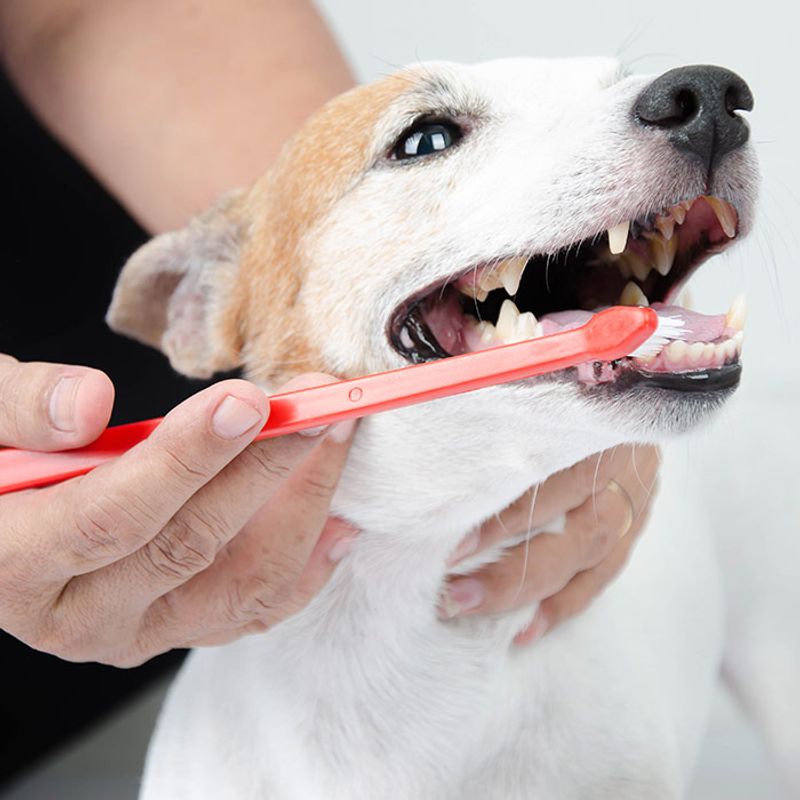 Dental Health Matters