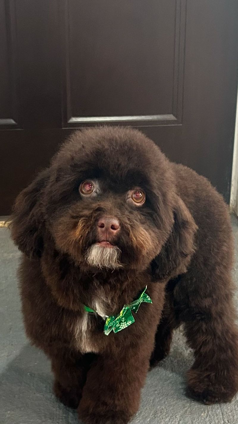 The Bernadoodlepug