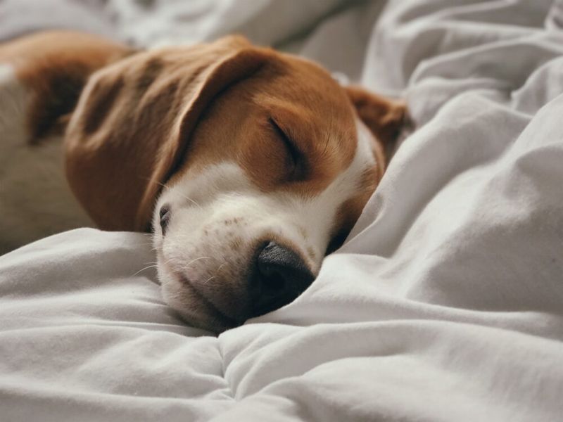 Dogs' Dreams and Memories