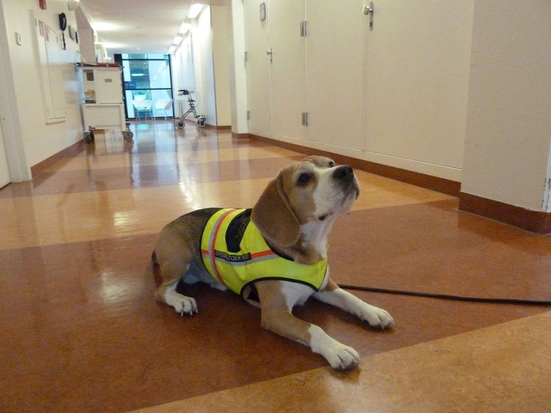 The Disease Detecting Beagle
