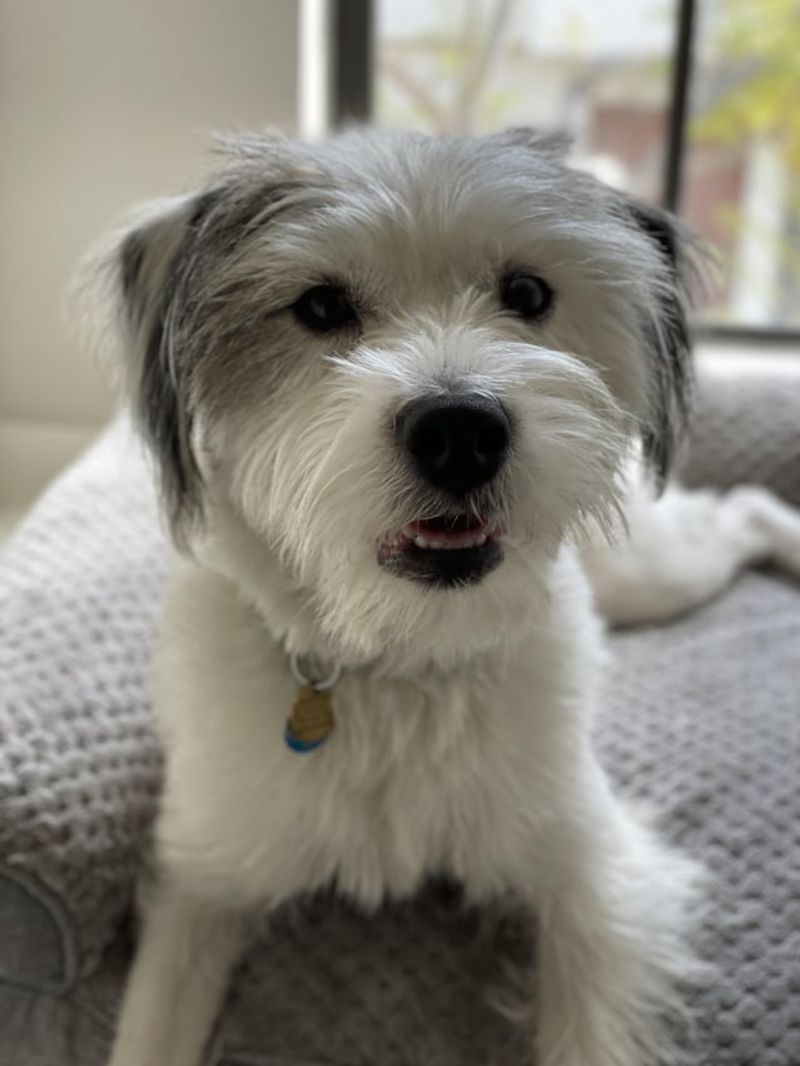 The Terrieroodle