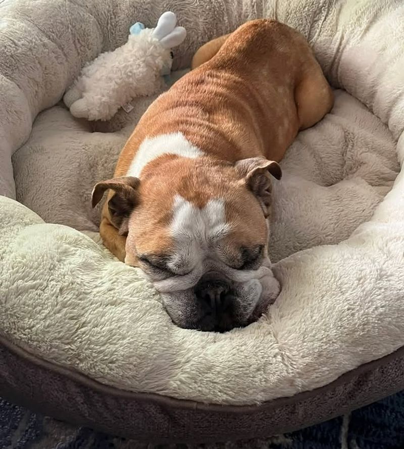 Bulldog