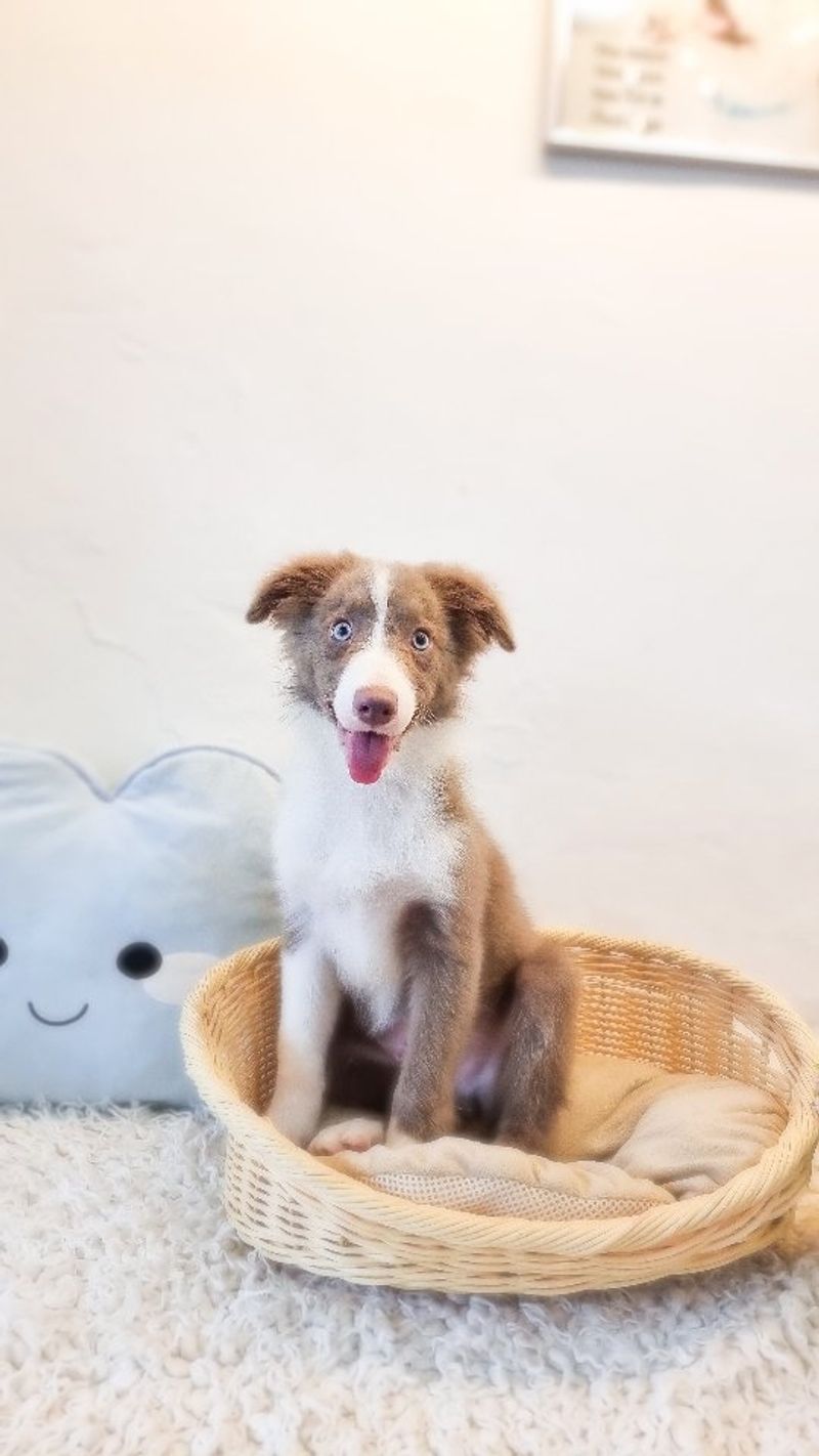 Border Collie
